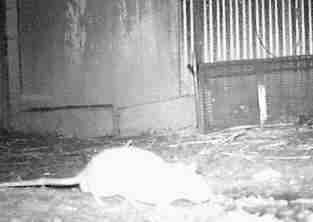 Ratte in der Nacht,
