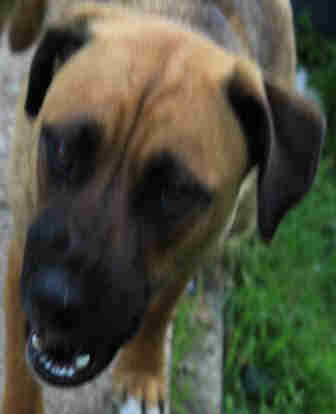 Der will doch nur spielen,