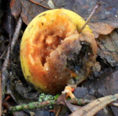 Linke Links, die faulen pfel im Forum,