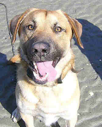 Hund mit heraushngender Zunge