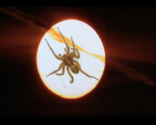 Psychoterror, Spinne "kriecht" über die Sonne,